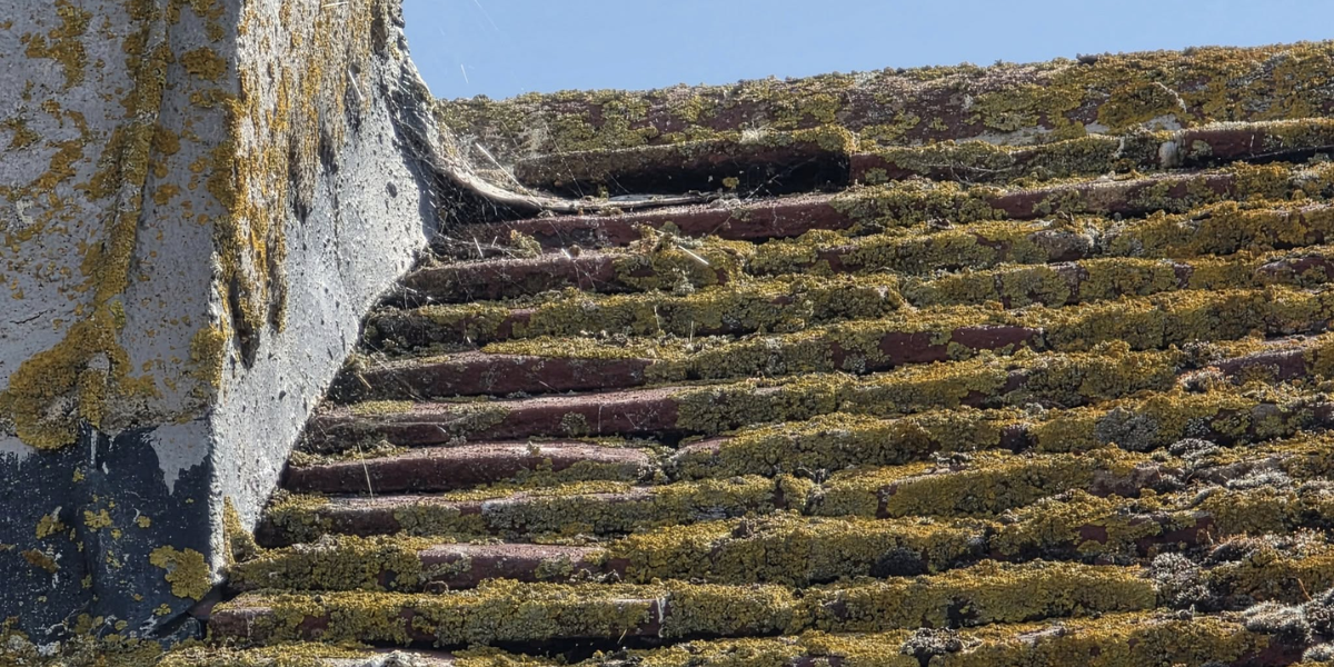 Why Roof Moss Is More Dangerous Than You Think